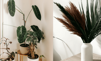 Cover - Real Vs Artificial Plants