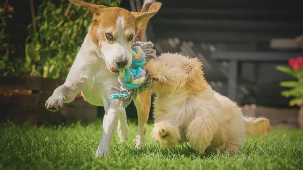 Dog playing with an interactive toy at home