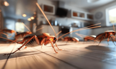 pest control services in Melbourne