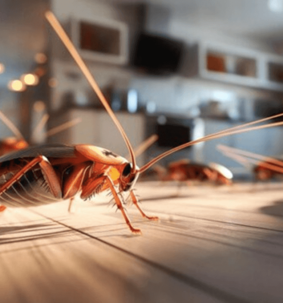 pest control services in Melbourne