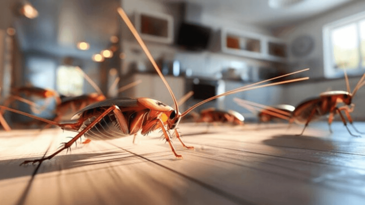 pest control services in Melbourne