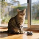 A relaxed tabby cat sitting on a sun-warmed wooden floor beside a sliding glass door in an Australian home in soft morning light, with a small toy mouse on the floor near its front paws.