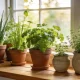 Terracotta and ceramic pots of healthy green herbs, including chives, parsley and thyme, on a wooden kitchen windowsill in an Australian home in soft morning light, with a blurred garden beyond the window.