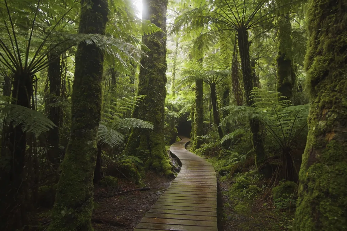 A wooden boardwalk track curving away through a green temperate rainforest of tall tree ferns and mossy trunks in the Otway Ranges, Victoria, with soft daylight filtering through the canopy.